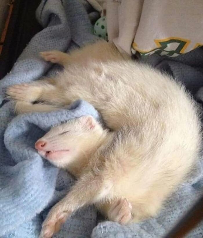 40 Adorable Animal Pics For Anyone Who Needs A Little Break From The Stress Of Everyday Life