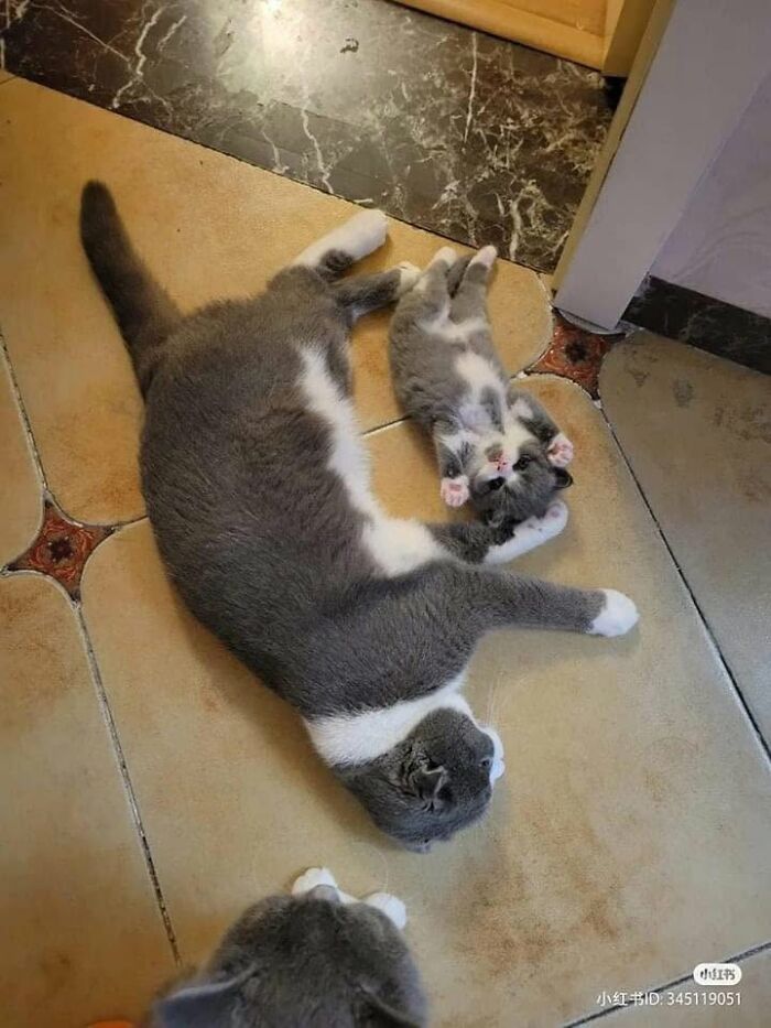 We Found These Hilarious And Heartwarming Cat Photos On The “Meaaaow” Facebook Page (40 Pics)