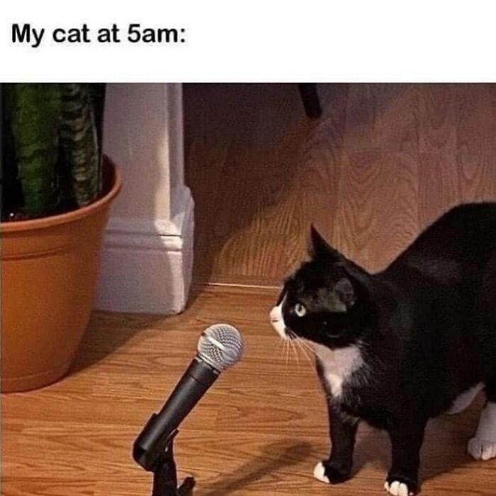 61 Hilarious Cat Posts From The ‘Cat’ Facebook Page That Feline Fans May Find Painfully Relatable