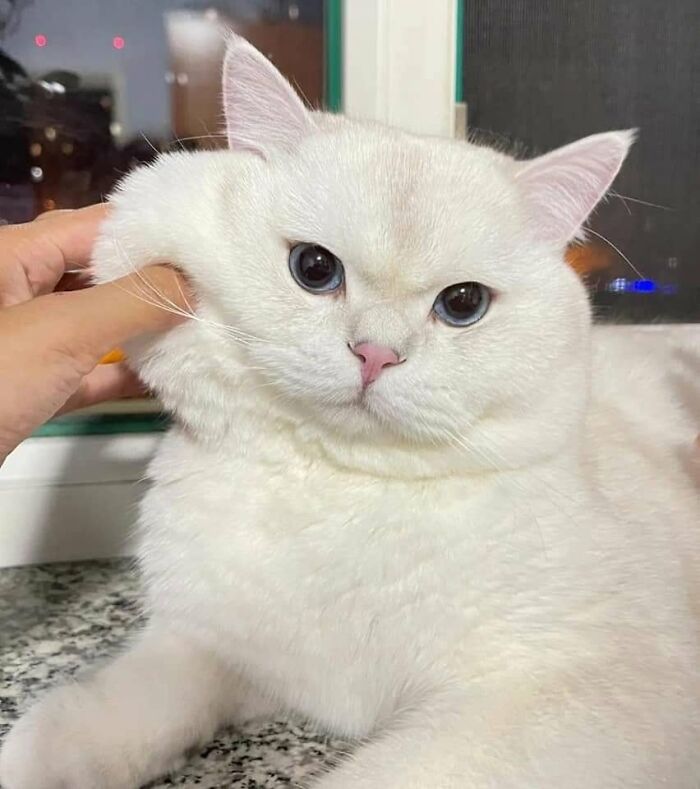 40 Adorable Animal Pics For Anyone Who Needs A Little Break From The Stress Of Everyday Life