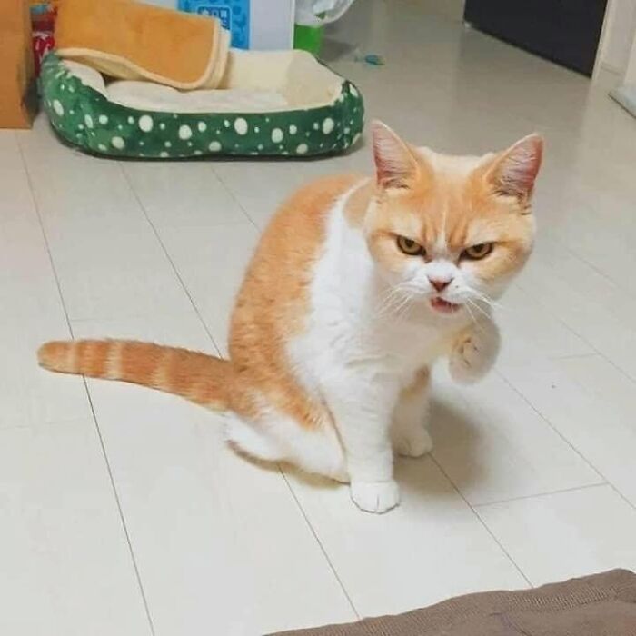 40 Adorable Animal Pics For Anyone Who Needs A Little Break From The Stress Of Everyday Life