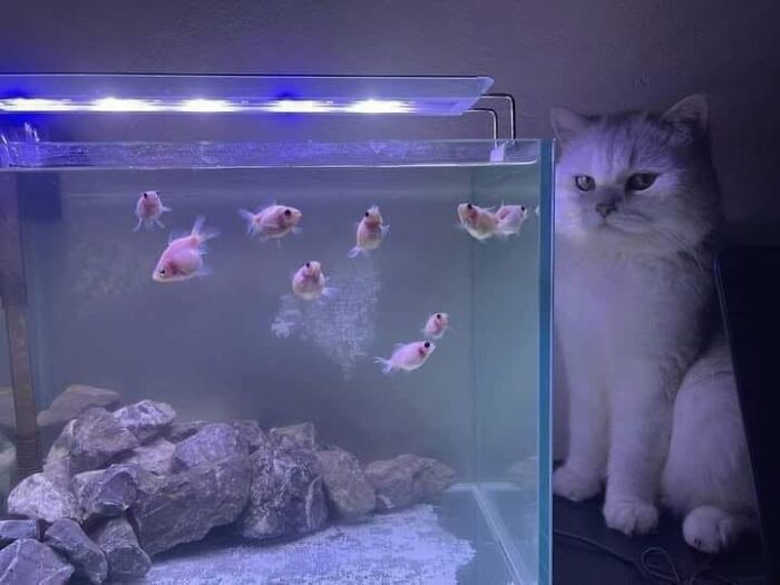40 Adorable Animal Pics For Anyone Who Needs A Little Break From The Stress Of Everyday Life