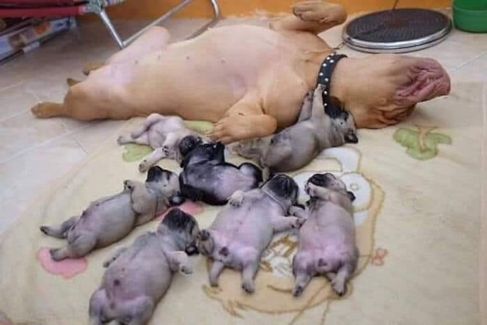 40 Adorable Animal Pics For Anyone Who Needs A Little Break From The Stress Of Everyday Life