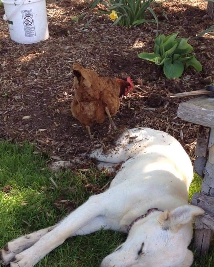 40 Adorable Animal Pics For Anyone Who Needs A Little Break From The Stress Of Everyday Life