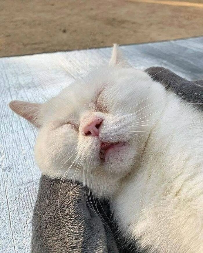 40 Adorable Animal Pics For Anyone Who Needs A Little Break From The Stress Of Everyday Life