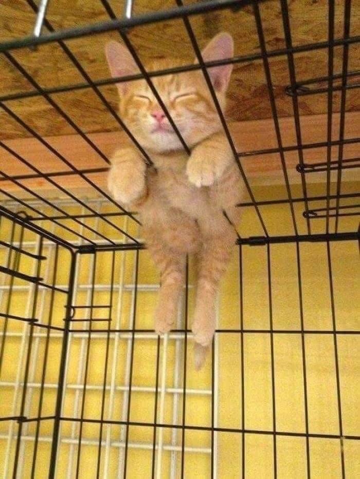 We Found These Hilarious And Heartwarming Cat Photos On The “Meaaaow” Facebook Page (40 Pics)