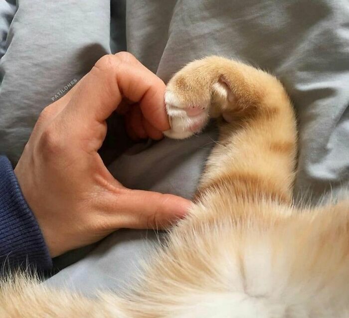 We Found These Hilarious And Heartwarming Cat Photos On The “Meaaaow” Facebook Page (40 Pics)