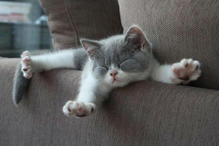 We Found These Hilarious And Heartwarming Cat Photos On The “Meaaaow” Facebook Page (40 Pics)
