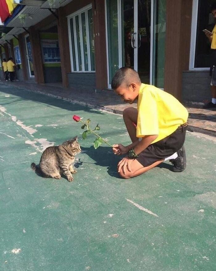 We Found These Hilarious And Heartwarming Cat Photos On The “Meaaaow” Facebook Page (40 Pics)