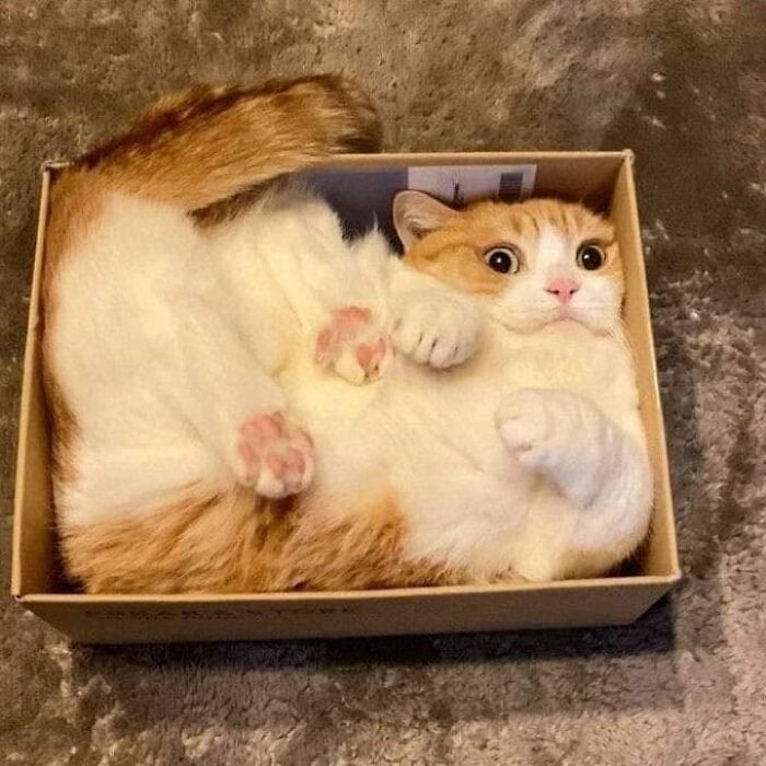 We Found These Hilarious And Heartwarming Cat Photos On The “Meaaaow” Facebook Page (40 Pics)