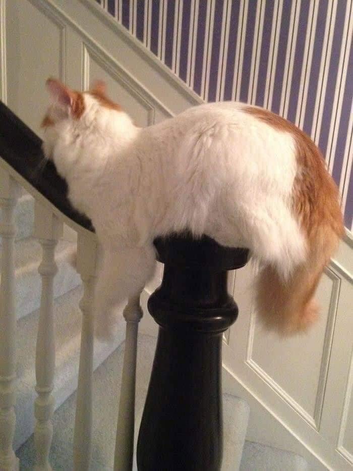We Found These Hilarious And Heartwarming Cat Photos On The “Meaaaow” Facebook Page (40 Pics)