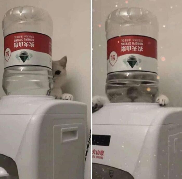 We Found These Hilarious And Heartwarming Cat Photos On The “Meaaaow” Facebook Page (40 Pics)