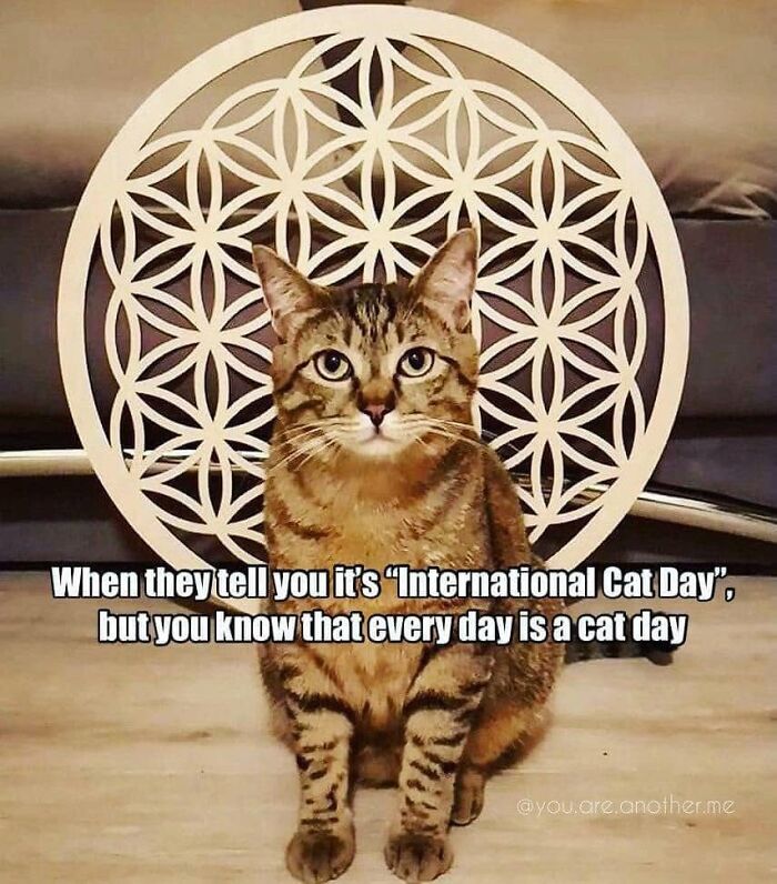 61 Hilarious Cat Posts From The ‘Cat’ Facebook Page That Feline Fans May Find Painfully Relatable