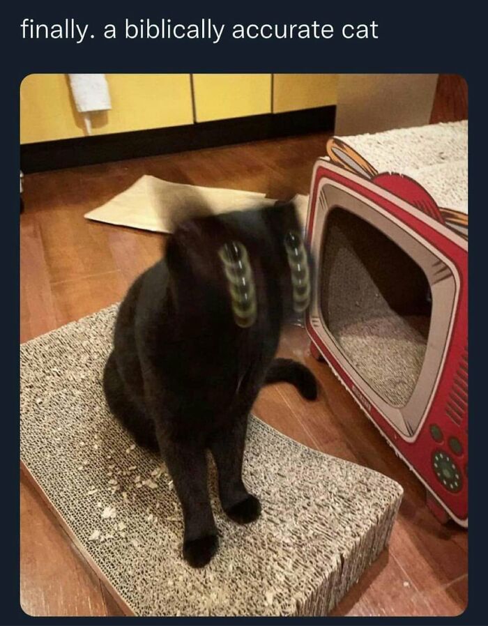 61 Hilarious Cat Posts From The ‘Cat’ Facebook Page That Feline Fans May Find Painfully Relatable