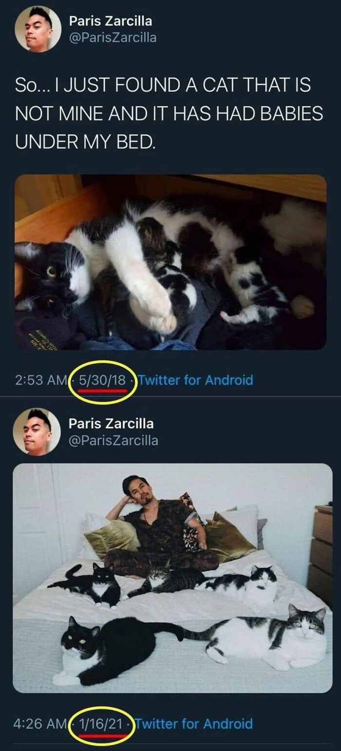 61 Hilarious Cat Posts From The ‘Cat’ Facebook Page That Feline Fans May Find Painfully Relatable