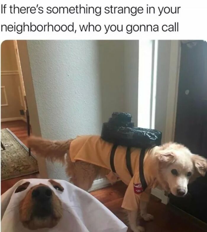 A dog dressed as a Ghostbuster with another under a white sheet, perfect for funny dog memes.