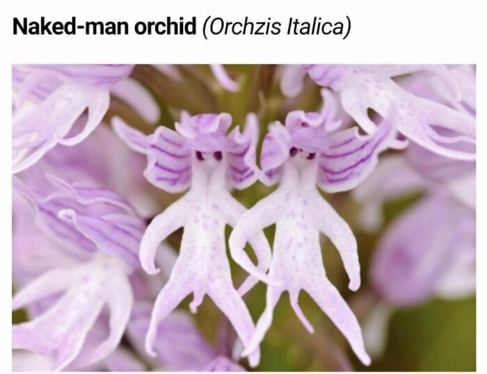 These Things Look Like Something Completely Different, And Our Brains Can’t Unsee It (64 Pics)