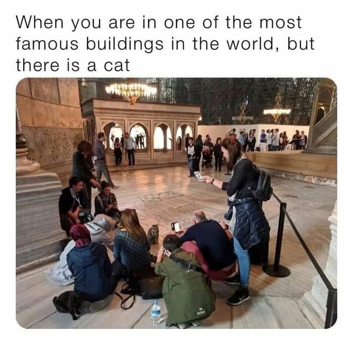 61 Hilarious Cat Posts From The ‘Cat’ Facebook Page That Feline Fans May Find Painfully Relatable