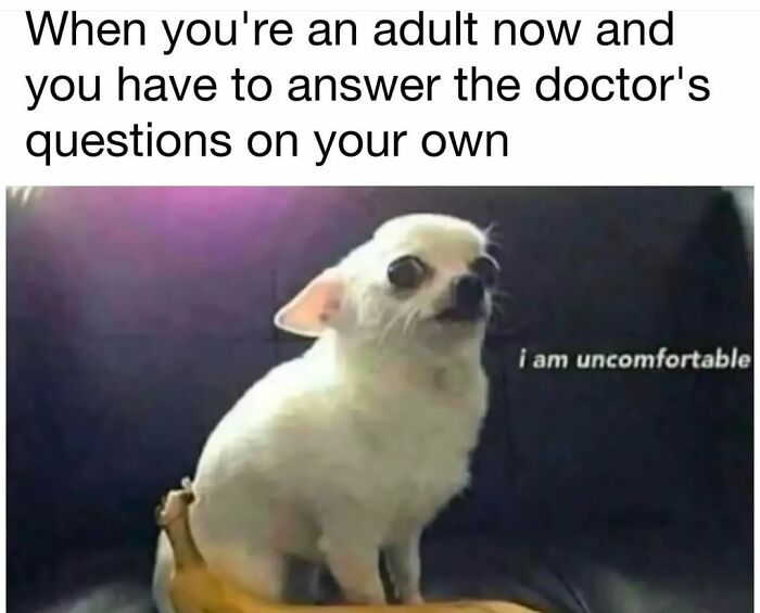 An anxious chihuahua looking uncomfortable, representing funny dog memes about adulting.