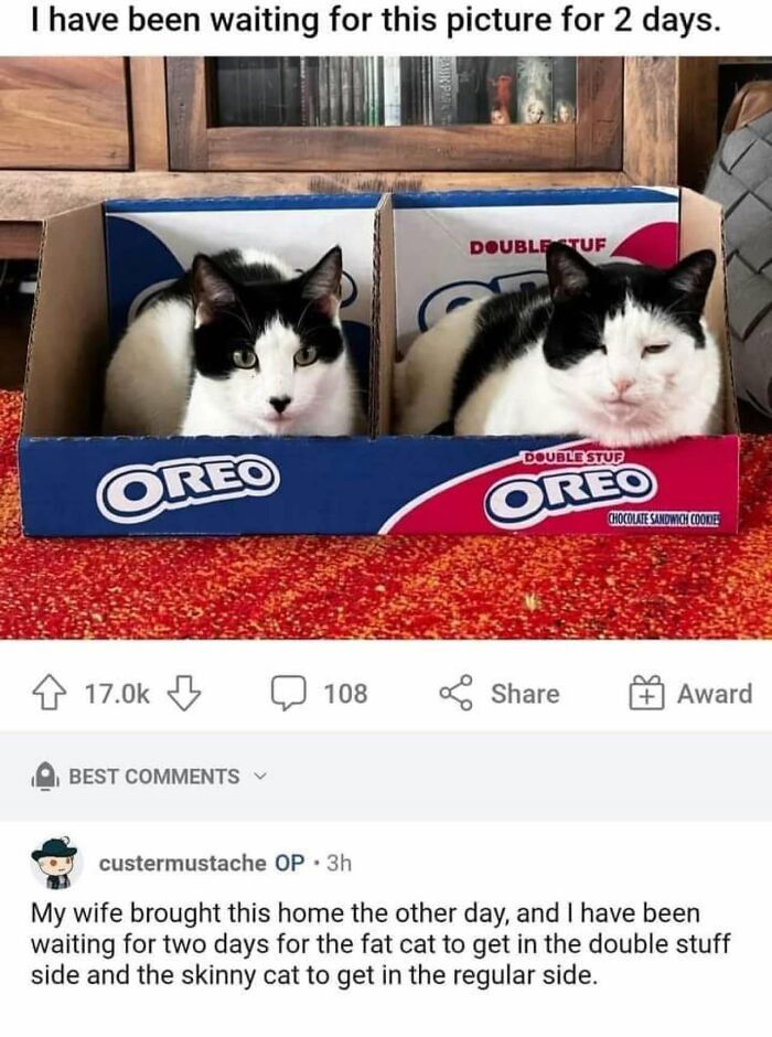61 Hilarious Cat Posts From The ‘Cat’ Facebook Page That Feline Fans May Find Painfully Relatable