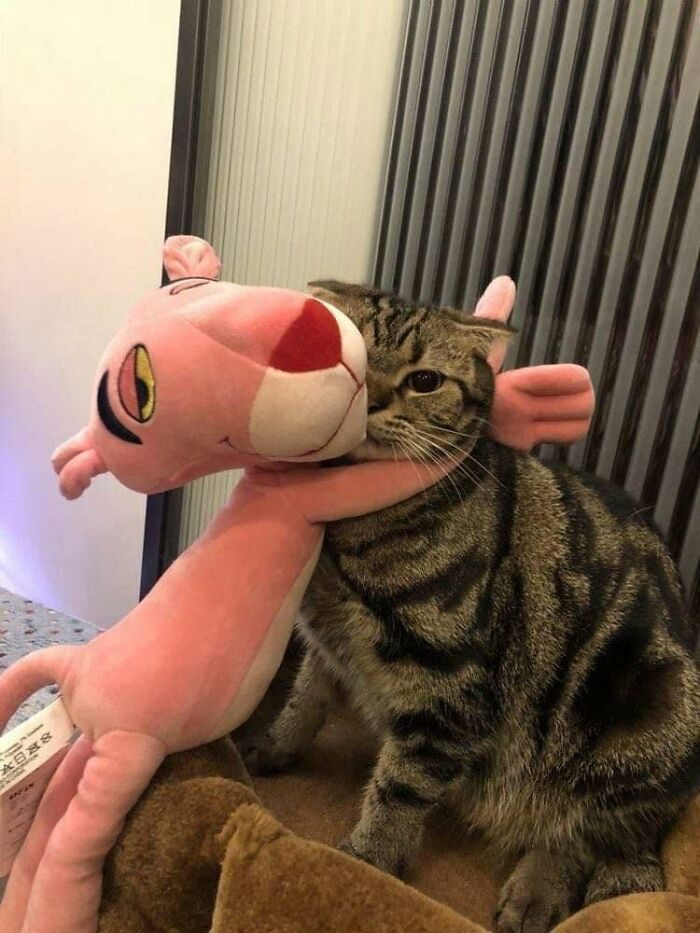 We Found These Hilarious And Heartwarming Cat Photos On The “Meaaaow” Facebook Page (40 Pics)