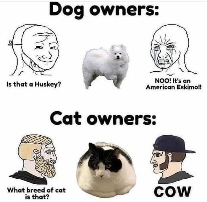 61 Hilarious Cat Posts From The ‘Cat’ Facebook Page That Feline Fans May Find Painfully Relatable