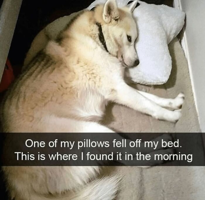 A white dog sleeping on a pillow that fell on the floor, illustrative of funny dog memes.