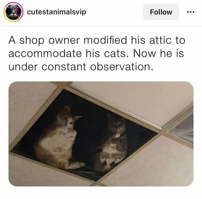 61 Hilarious Cat Posts From The ‘Cat’ Facebook Page That Feline Fans May Find Painfully Relatable