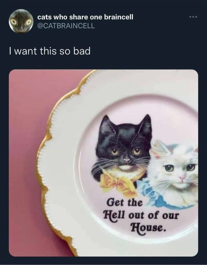 61 Hilarious Cat Posts From The ‘Cat’ Facebook Page That Feline Fans May Find Painfully Relatable