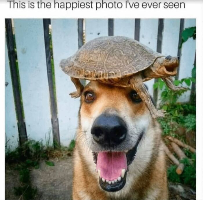 Relatable dog memes featuring a smiling dog with a small turtle balanced on its head