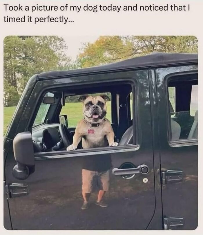 Perfectly timed photo of a dog in a car window looking like it has human legs, great for dog memes