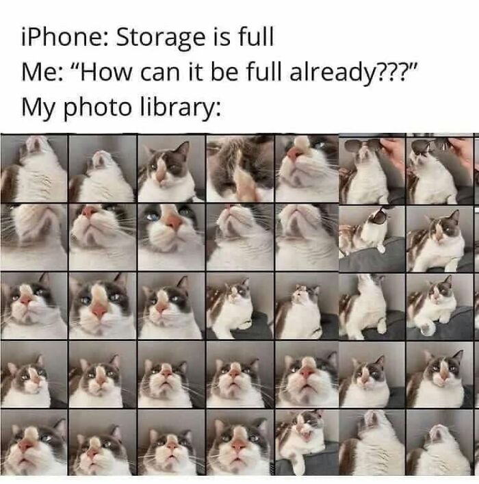 61 Hilarious Cat Posts From The ‘Cat’ Facebook Page That Feline Fans May Find Painfully Relatable
