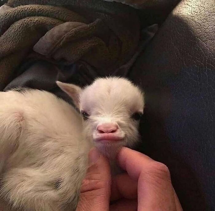 40 Adorable Animal Pics For Anyone Who Needs A Little Break From The Stress Of Everyday Life