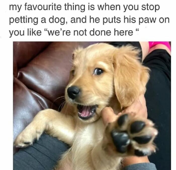 A golden puppy holding a person's hand with its paw, illustrating funny dog memes about petting