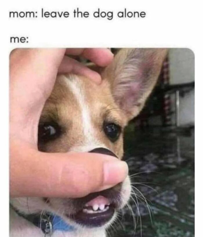 A person holding a small dog's snout to make a funny face, portraying funny dog memes