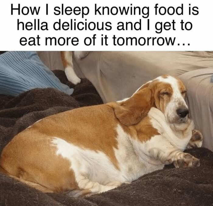 A chubby basset hound sleeping comfortably on a dog bed, showing funny dog memes about food