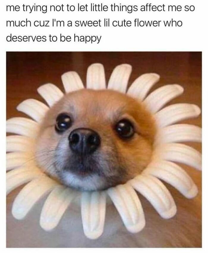 Funny dog memes with a little brown pup wearing a white daisy flower collar
