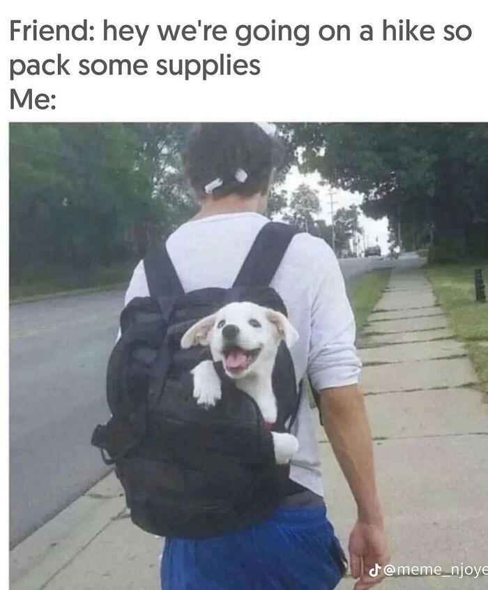A happy white puppy inside a black backpack during a walk, representing funny dog memes