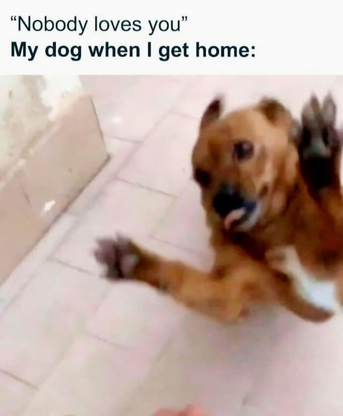 Excited dog waving paw from relatable dog memes about owner coming home