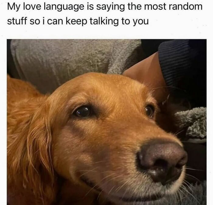Golden retriever looking up lovingly from cute dog memes about love languages