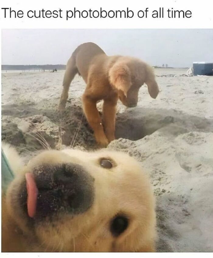 Adorable golden retriever puppy photobombing at the beach from funny dog memes