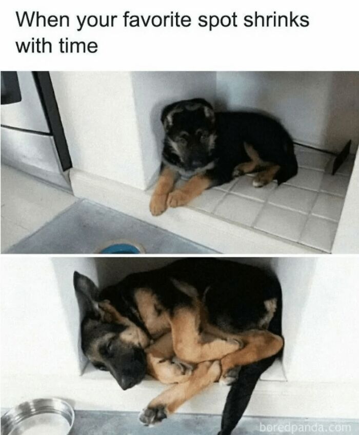 Before and after comparison of German Shepherd puppy in a small shelf from dog memes
