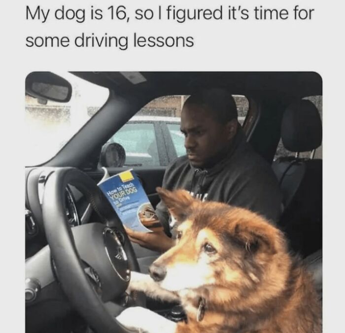 Funny dog memes showing a dog at a steering wheel taking driving lessons