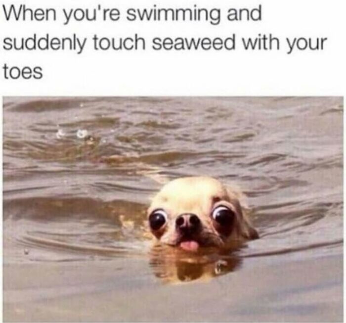 Relatable dog memes showing a funny wide-eyed chihuahua swimming in water