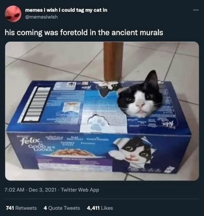 61 Hilarious Cat Posts From The ‘Cat’ Facebook Page That Feline Fans May Find Painfully Relatable