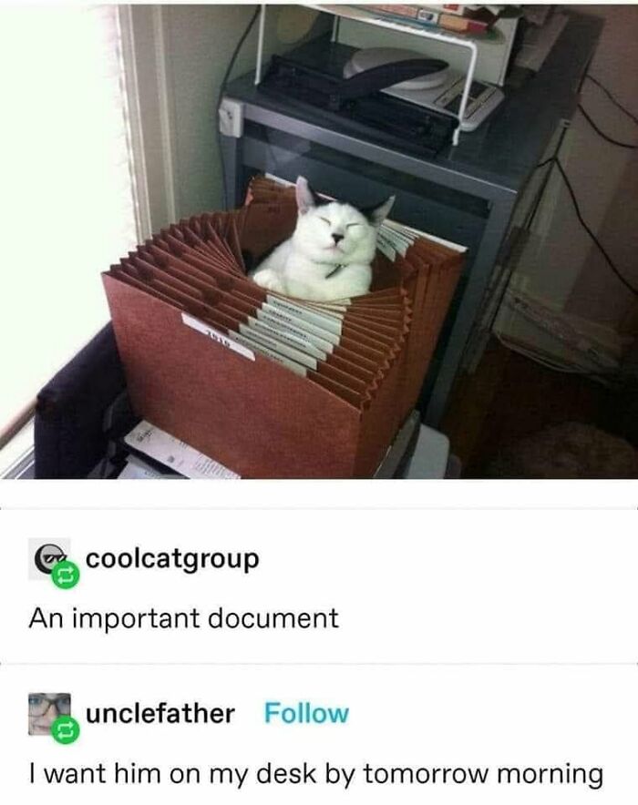 61 Hilarious Cat Posts From The ‘Cat’ Facebook Page That Feline Fans May Find Painfully Relatable