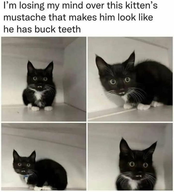 61 Hilarious Cat Posts From The ‘Cat’ Facebook Page That Feline Fans May Find Painfully Relatable