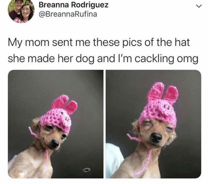 Funny dog memes with a small dog wearing a cute pink crocheted pig hat