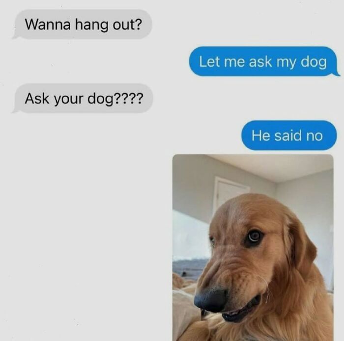 Relatable dog memes with a funny text conversation and a golden retriever