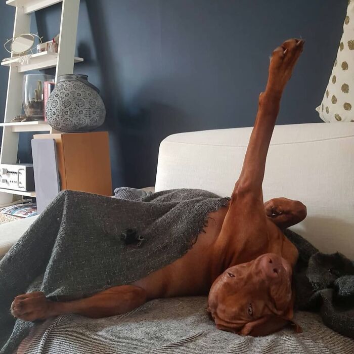 A brown dog lying on its back on a couch with one leg stretched up, looking like an embarrassing family pic.